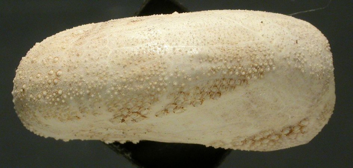 Eupatagus micropetalus (lateral)