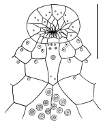 Eupatagus rubellus (labrum)