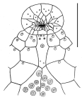 Eupatagus rubellus (labrum)