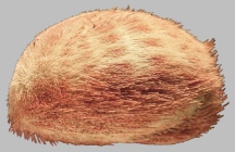 Eupatagus rubellus (lateral)
