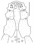 Eupatagus valenciennesi (labrum)