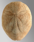 Eupatagus valenciennesi (aboral)