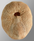 Eupatagus valenciennesi (oral)