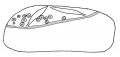 Eupatagus valenciennesi (lateral)