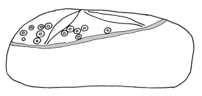 Eupatagus valenciennesi (lateral)