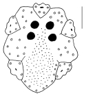 Eupatagus valenciennesi (apical system)