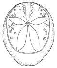 Eupatagus valenciennesi (aboral)