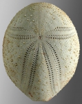 Eurypatagus grandiporus (aboral)
