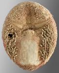Eurypatagus grandiporus (oral)