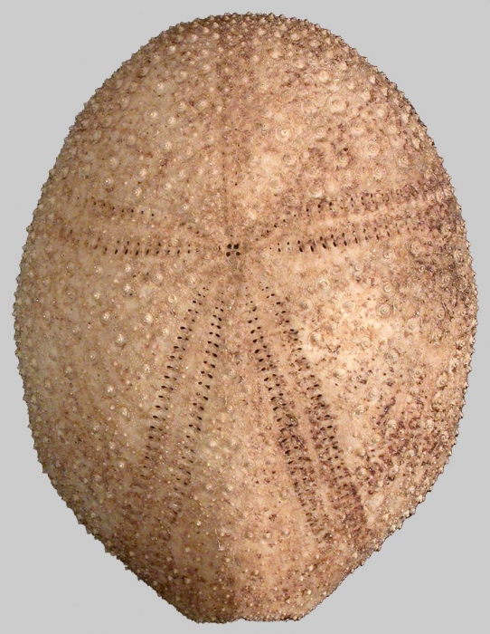 Eurypatagus ovalis (aboral)
