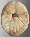 Eurypatagus ovalis (oral)