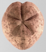 Faorina chinensis (aboral)