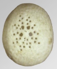 Fibularia cribellum (aboral)