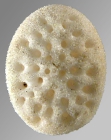 Fibularia cribellum (aboral)