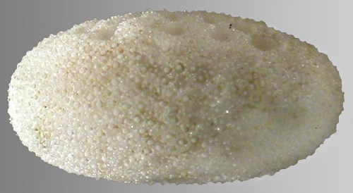 Fibularia cribellum (lateral)