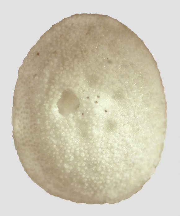 Fibularia nutriens (male, aboral)