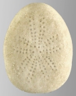 Fibularia plateia (aboral)