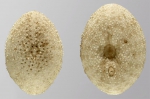 Fibulariella acuta (aboral + oral)