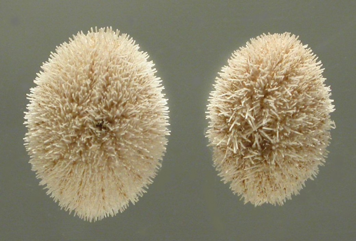 Fibulariella acuta (aboral + oral)