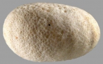 Fibulariella angulipora (lateral)