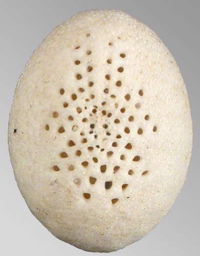 Fibulariella angulipora (aboral)