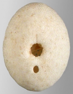 Fibulariella angulipora (oral)