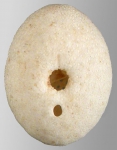 Fibulariella angulipora (oral)
