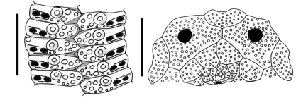 Goniocidaris (Aspidocidaris) alba (ambulacral plates + apical system)