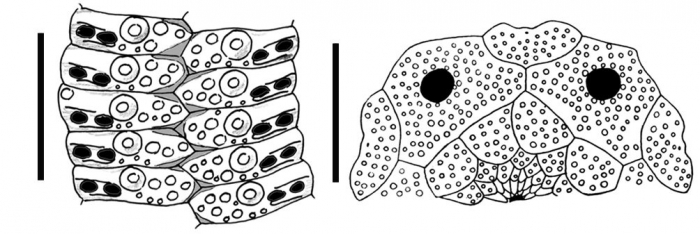 Goniocidaris (Aspidocidaris) alba (ambulacral plates + apical system)