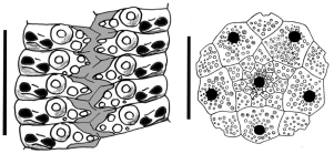 Goniocidaris (Aspidocidaris) australiae (ambulacral plates + apical system)