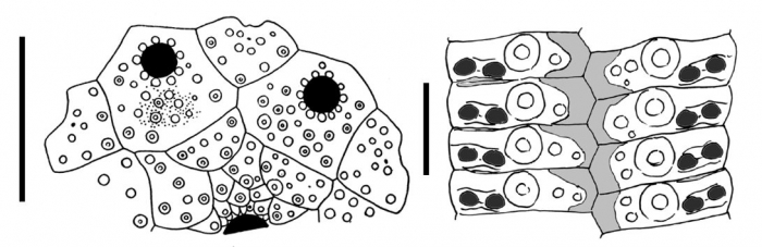 Goniocidaris (Aspidocidaris) clypeata (apical disc + ambulacral plates)