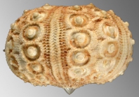 Goniocidaris (Aspidocidaris) clypeata (lateral)