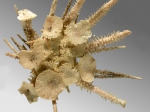 WoRMS - World Register of Marine Species - Photogallery
