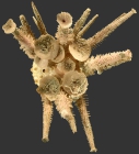 Goniocidaris (Aspidocidaris) fimbriata (aboral)