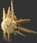 Goniocidaris (Aspidocidaris) fimbriata (oral)