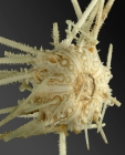 Goniocidaris (Aspidocidaris) sibogae (oral)