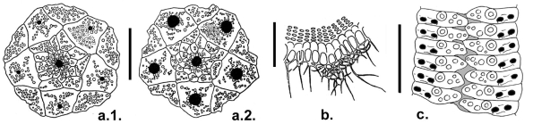 Goniocidaris (Cyrtocidaris) tenuispina (apical disc, ambulacral plates and primary spine cross section)