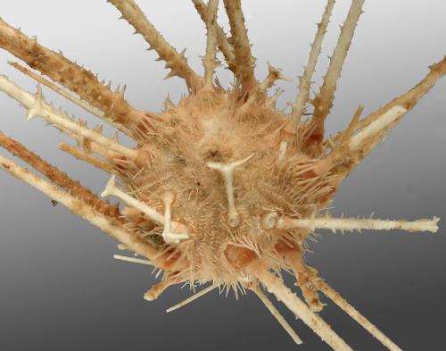 Goniocidaris (Cyrtocidaris) tenuispina (aboral)