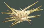 Goniocidaris (Discocidaris) mikado (aboral)