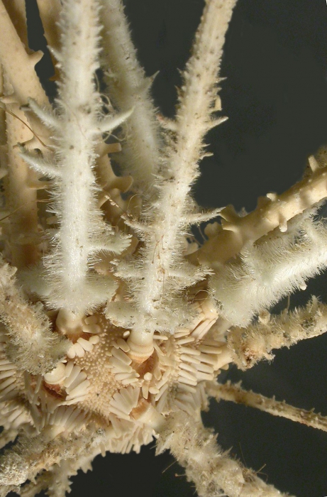 Goniocidaris (Discocidaris) mikado (primary spines)