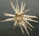 WoRMS - World Register of Marine Species - Photogallery