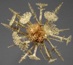 Goniocidaris spinosa　ウニ　標本 Goniocidaris spinosa ウニ 標本 - メルカリ