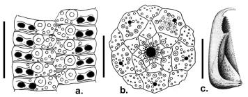 Goniocidaris (Discocidaris) mikado (apical disc, ambulacral plates and pedicellaria)