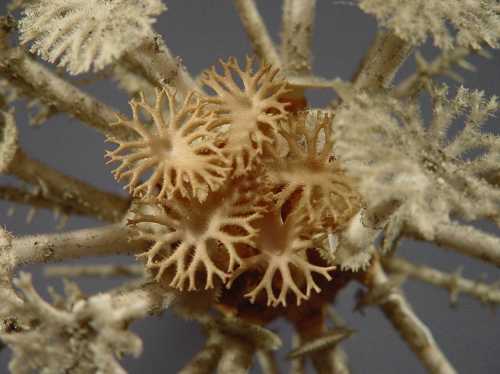 Goniocidaris (Discocidaris) mikado (aboral)