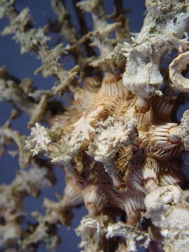 Goniocidaris (Discocidaris) peltata (aboral)