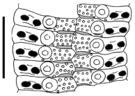 Goniocidaris (Discocidaris) peltata (ambularcral plates)