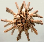 Goniocidaris spinosa　ウニ　標本 WoRMS - World Register of Marine Species - Photogallery