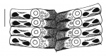 Goniocidaris (Goniocidaris) tubaria (ambulacral plates)