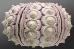 WoRMS - World Register of Marine Species - Photogallery