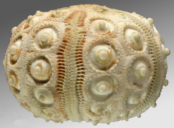 Goniocidaris (Petalocidaris) florigera (lateral)